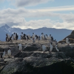Penguins, Birds and Sea Lions at the South Pole