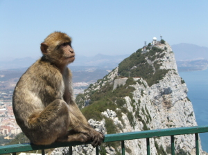 Barbary Macaque (of Gibraltar)