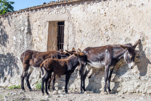 Donkeys in the village of Sant Joan - Palma De Mallorca