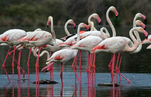 Colony of Pink Flamingos - Cagliari, Sardinia