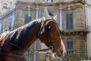 Horse at Quattro Canti Square - Palermo, Sicily