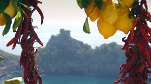 Lemon Tree - Amalfi Coast, Italy