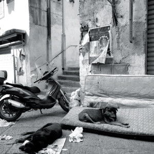 The Stray Dogs of Palermo, Sicily
